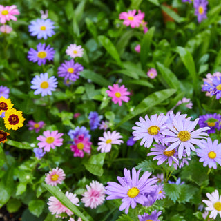 Seed Confetti Popper – Plantable Celebration Confetti