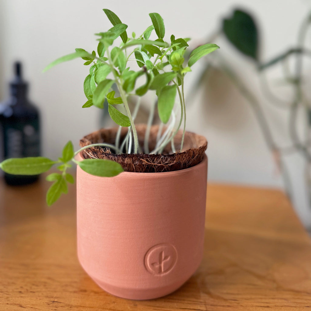 Tiny Terracotta Garden Grow Kit
