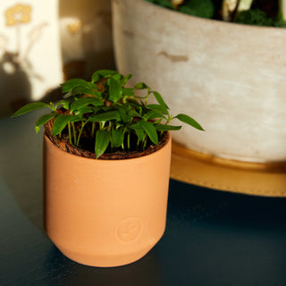 Tiny Terracotta Garden Grow Kit