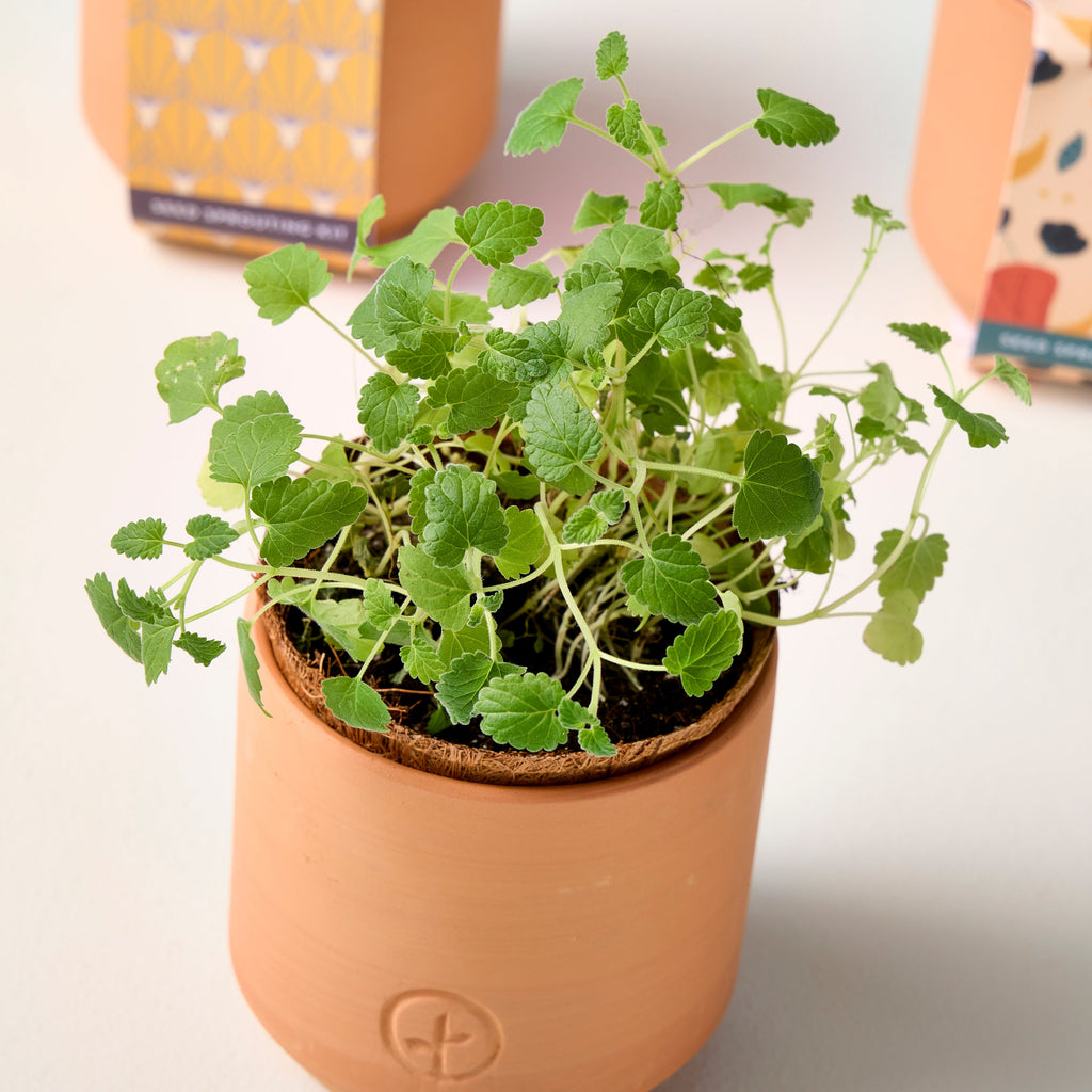 Tiny Terracotta Grow Kits