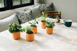 Tiny Terracotta Grow Kits