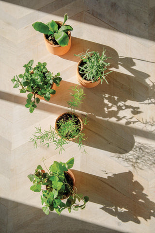 Tiny Terracotta Grow Kits