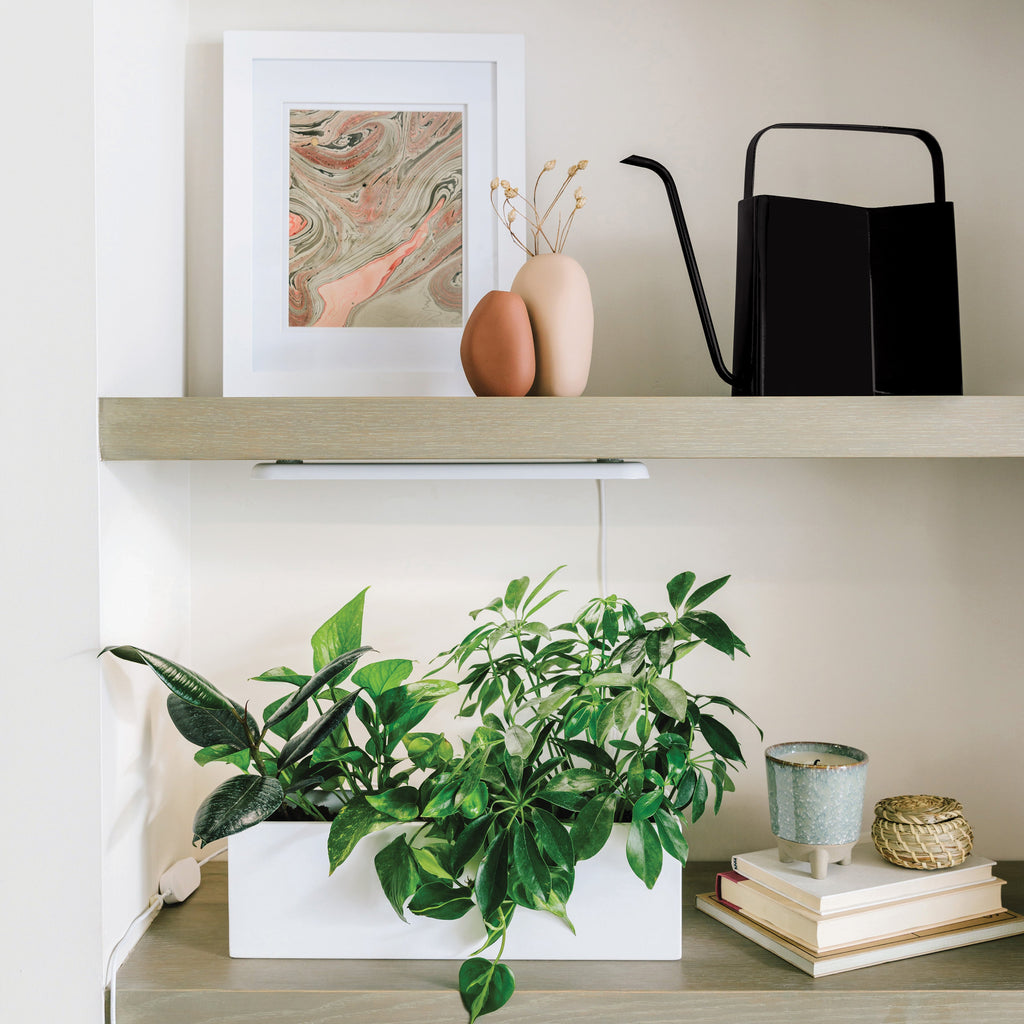 Brass & Matte Black Watering Cans – 3L