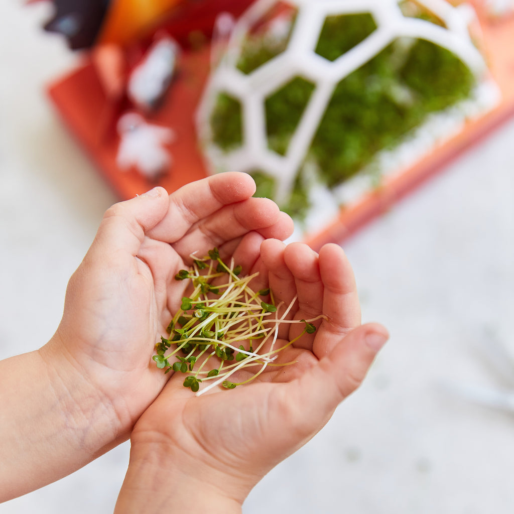 Microgreens Pop-Up Grow Kit
