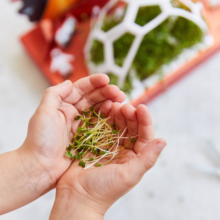Microgreens Pop-Up Grow Kit