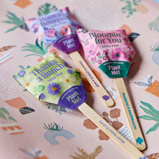 Flower Seed Pops – Growable Wildflower Gift Pops