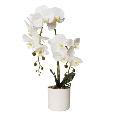 Potted Phalaenopsis 11 Pink Orchids in White Ceramic Pot