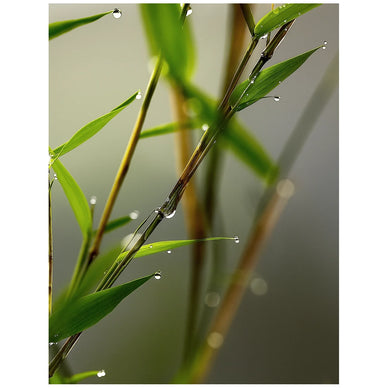 Quiet Bamboo Diffuser Oil