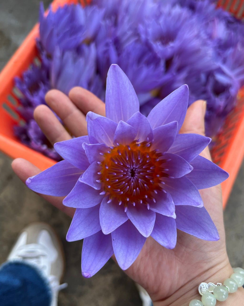 Blue Lotus Tea – Whole Flower Caffeine-Free Herbal Tea