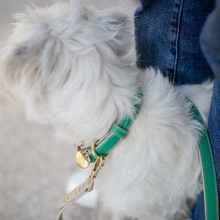 Eco-Friendly Vegan Dog Collar | Modern, Comfortable Pet Collar