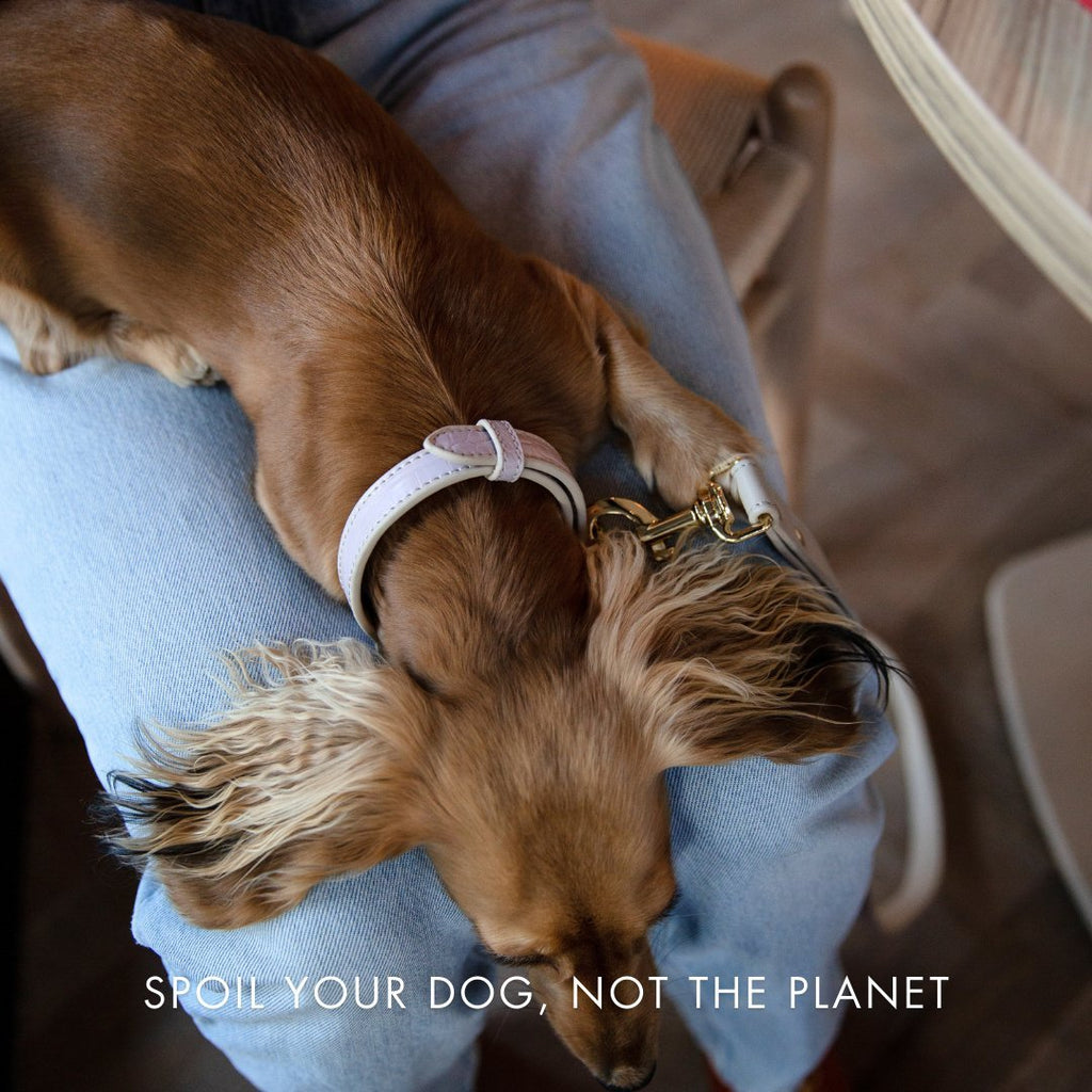 Eco-Friendly Vegan Dog Collar | Modern, Comfortable Pet Collar