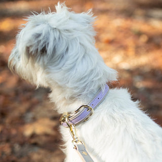 Eco-Friendly Vegan Dog Collar | Modern, Comfortable Pet Collar