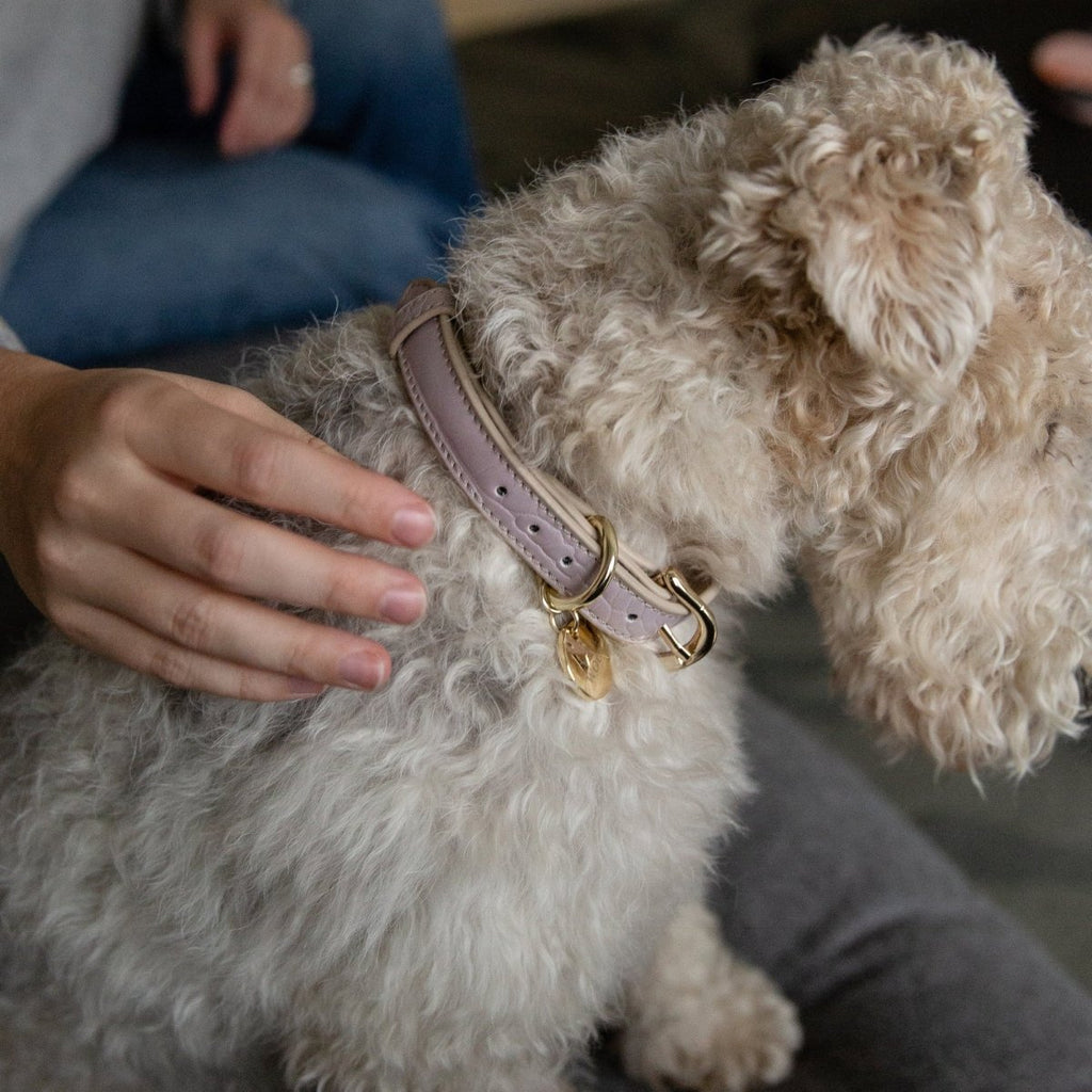 Eco-Friendly Vegan Dog Collar | Modern, Comfortable Pet Collar
