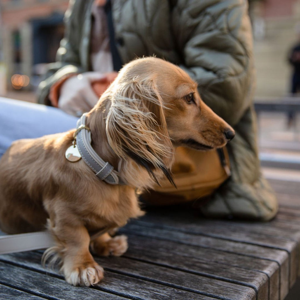 Eco-Friendly Vegan Dog Collar | Modern, Comfortable Pet Collar