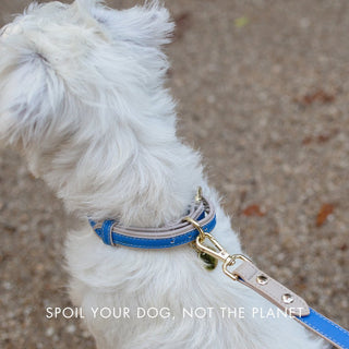 Eco-Friendly Vegan Dog Collar | Modern, Comfortable Pet Collar