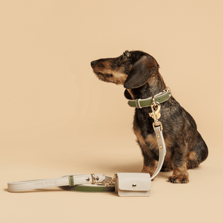 Eco-Friendly Vegan Dog Collar | Modern, Comfortable Pet Collar