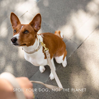 AirTag Enabled Vegan Leather Dog Collar – Cupertino | Smart & Stylish Pet Accessory