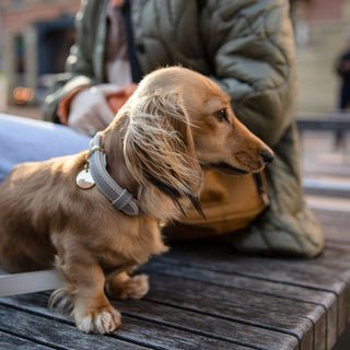 London Vegan Leather Dog Collar | Elegant Saffiano Design for Pets