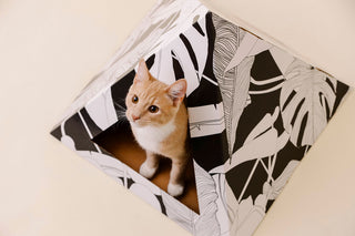 Dark Paradise Cardboard Cat Pyramid | Modern Eco-Friendly Cat Hideaway