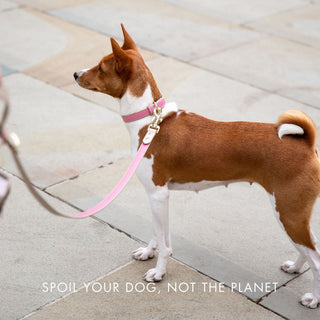 Rio Vegan Leather Dog Collar | Stylish Saffiano-Inspired Pet Accessory