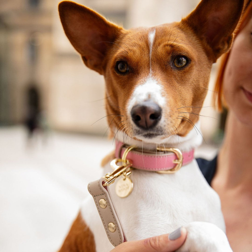 Rio Vegan Leather Dog Collar | Stylish Saffiano-Inspired Pet Accessory