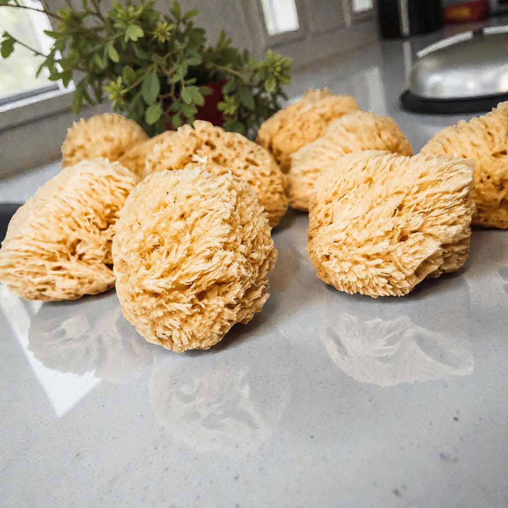 Real Dead Sea Sponge – Natural Exfoliating Bath Sponge (3–4
