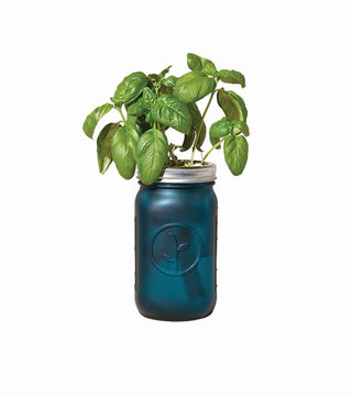 Organic Genovese Basil Hydroponic Self-watering Herb Kit in a Blue Mason Jar
