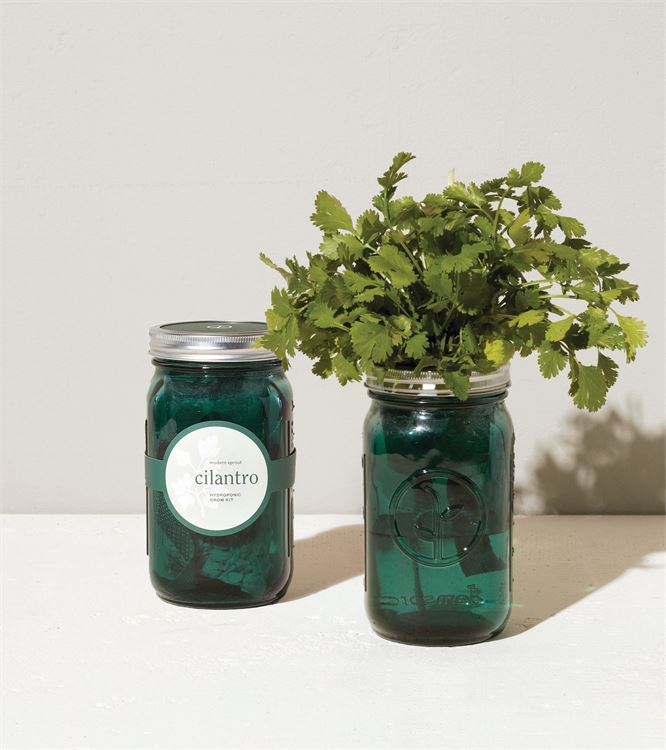 Organic Cilantro Self-Hydroponic Watering Herb Kit In A Blueish Green Mason Jar