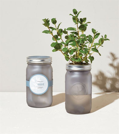 Organic Mint Hydroponic Self-Watering Herb Kit In A Grey Mason Jar