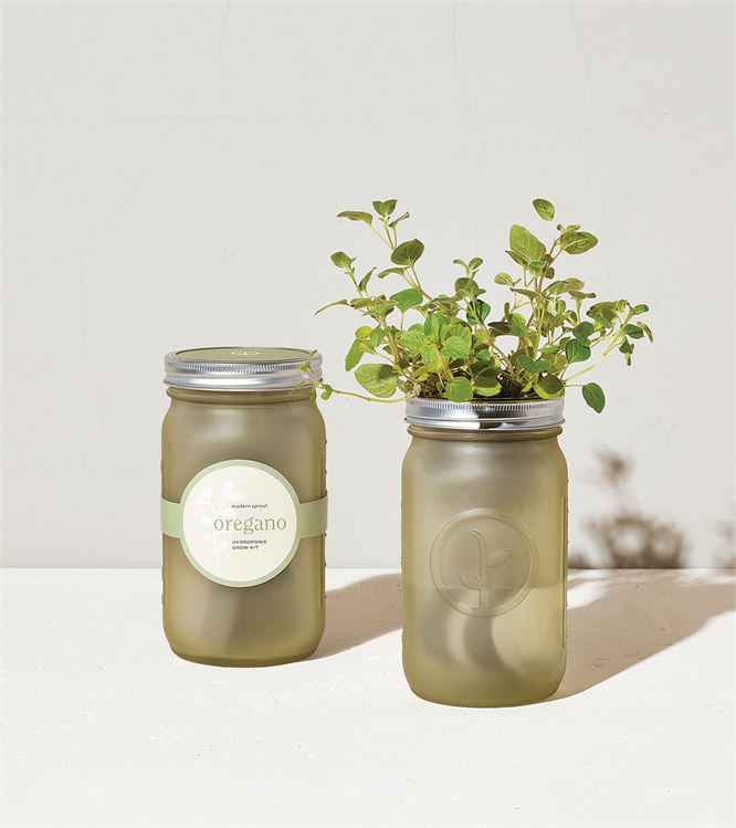 Organic Greek Oregano Hydroponic self-watering herb kit in an Amber Mason Jar